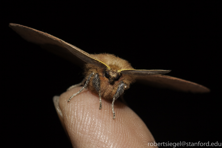 finger moth